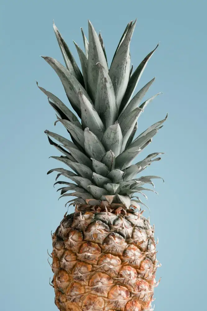 Studio, Pictufy: Pineapple Blue 02