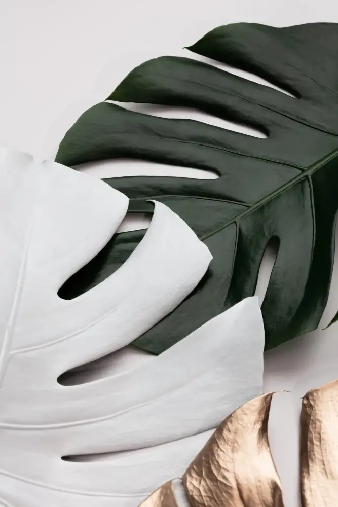 Studio, Pictufy: Monstera Colors 01