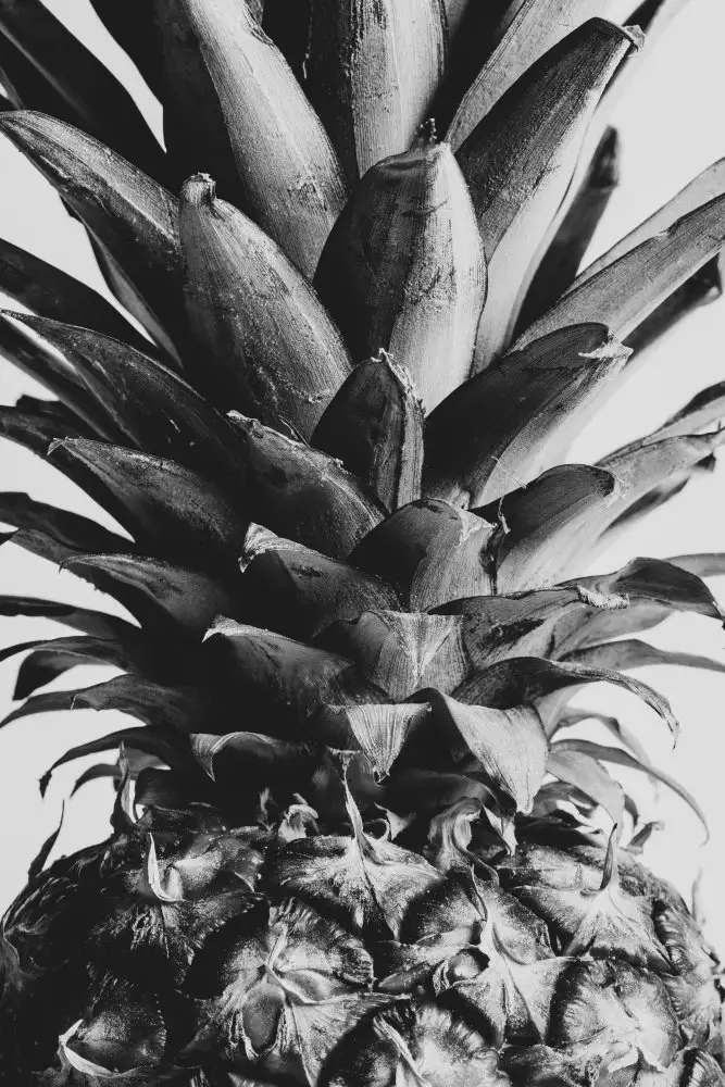 Studio, Pictufy: Pineapple Close Up 02