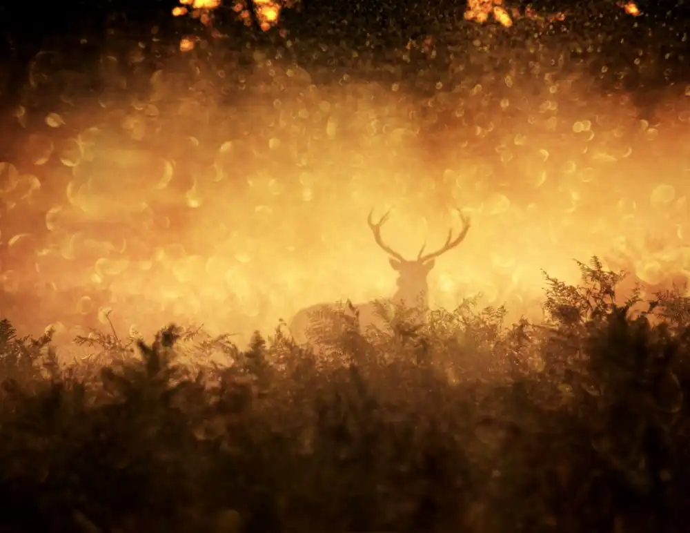 Fabrowski, Robert: Goldener Wald
