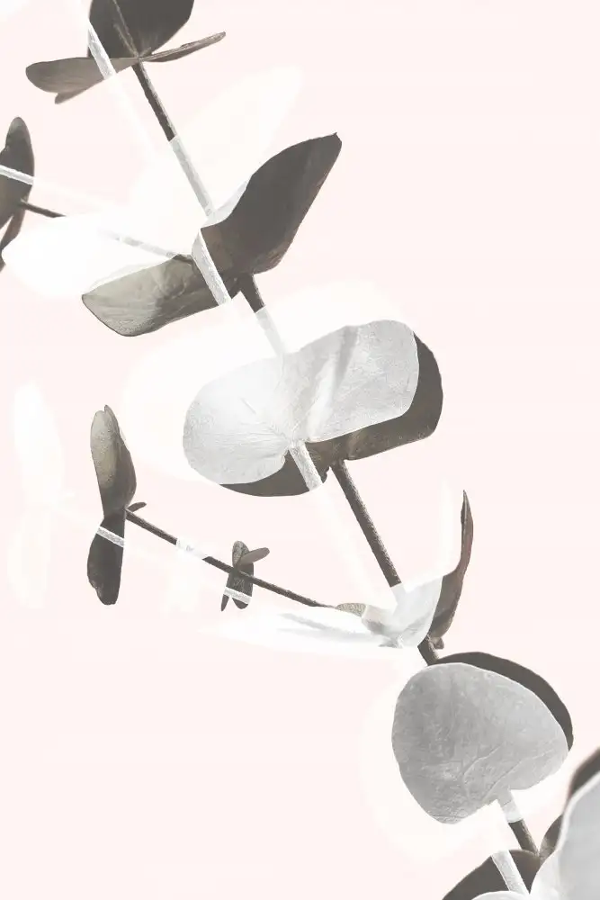 Studio, Pictufy: Eucalipto Creativo 13