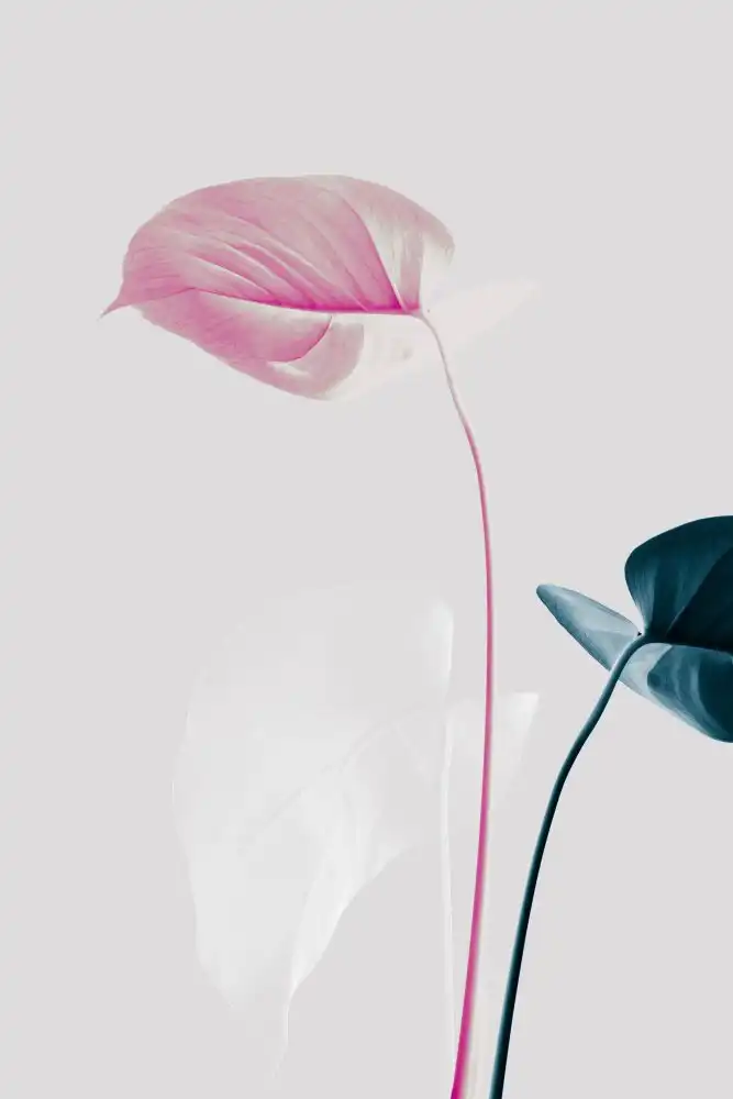 Studio, Pictufy: Monstera Creative 24