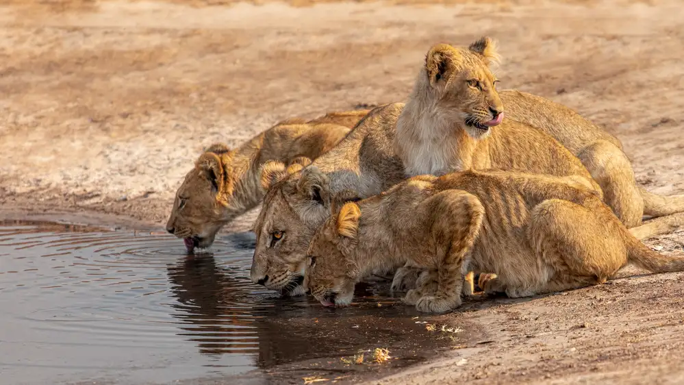 Catta, Alessandro: Drinking Time