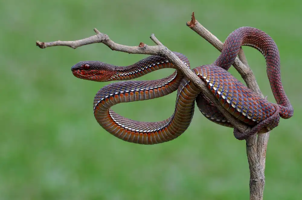 Pamungkas, Edy: Rote Viper