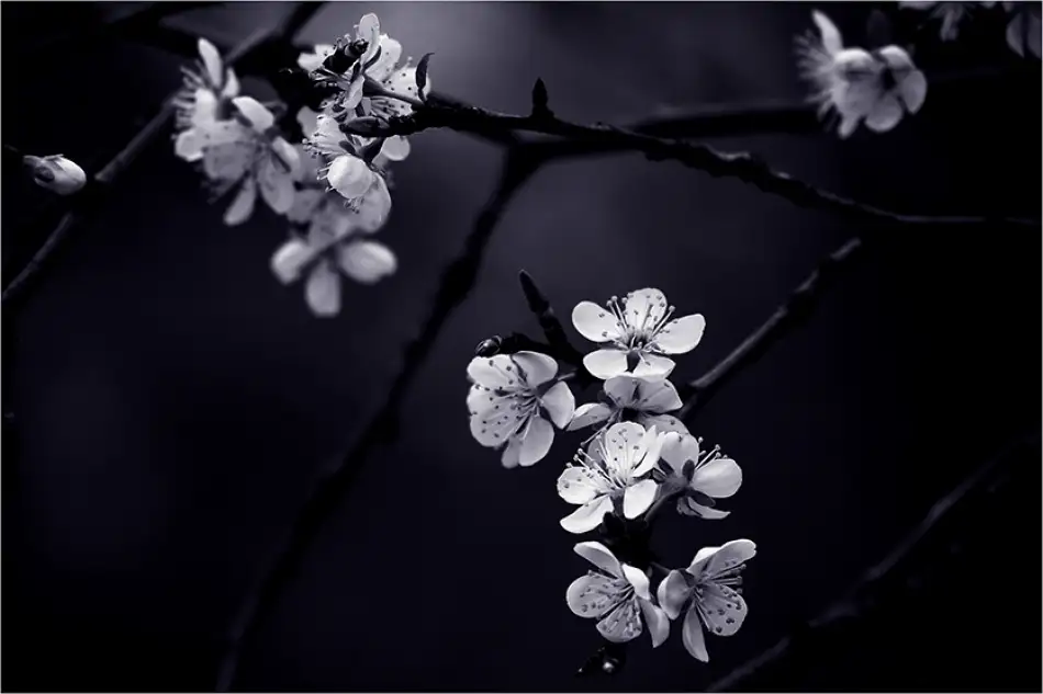 CelineM: Petite Fleur de mes nuits