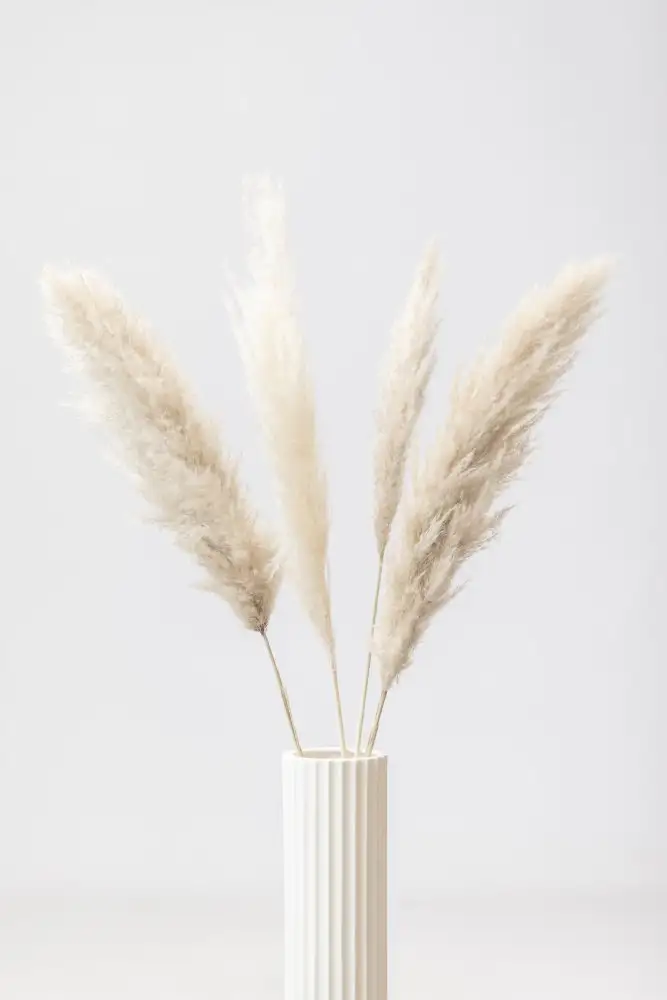 Studio, Pictufy: Erba di Pampa Grigio 09
