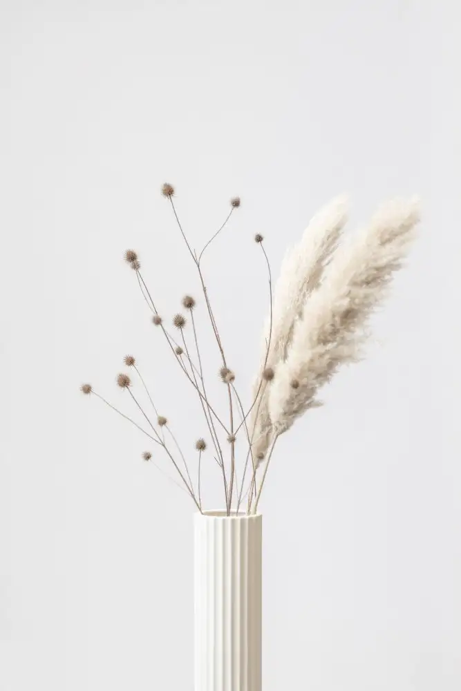 Studio, Pictufy: Thistle & Pampas 01
