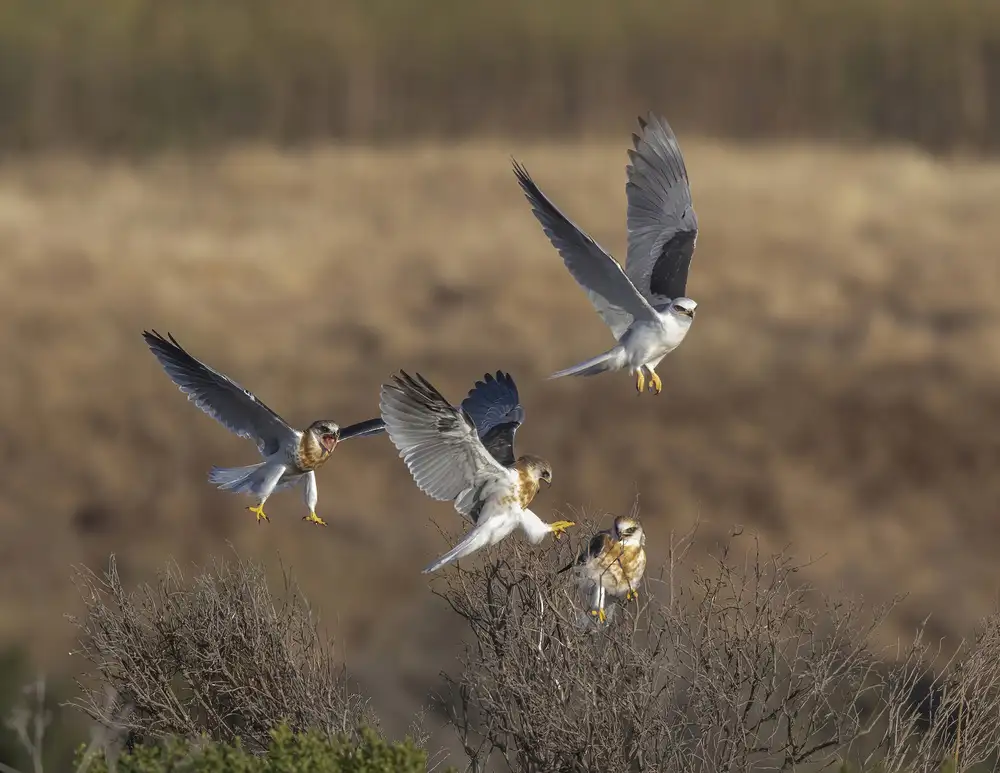 Tseng, Judy: White-tailed kite training her three juvenile