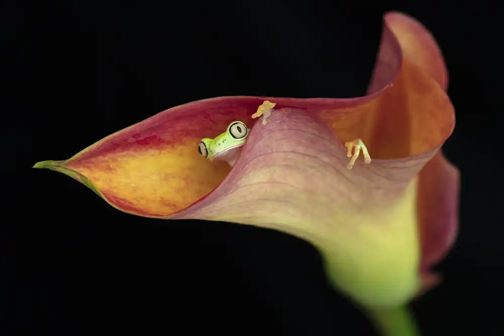 Lester, D Linda: La rainette lémurienne et le lys calla