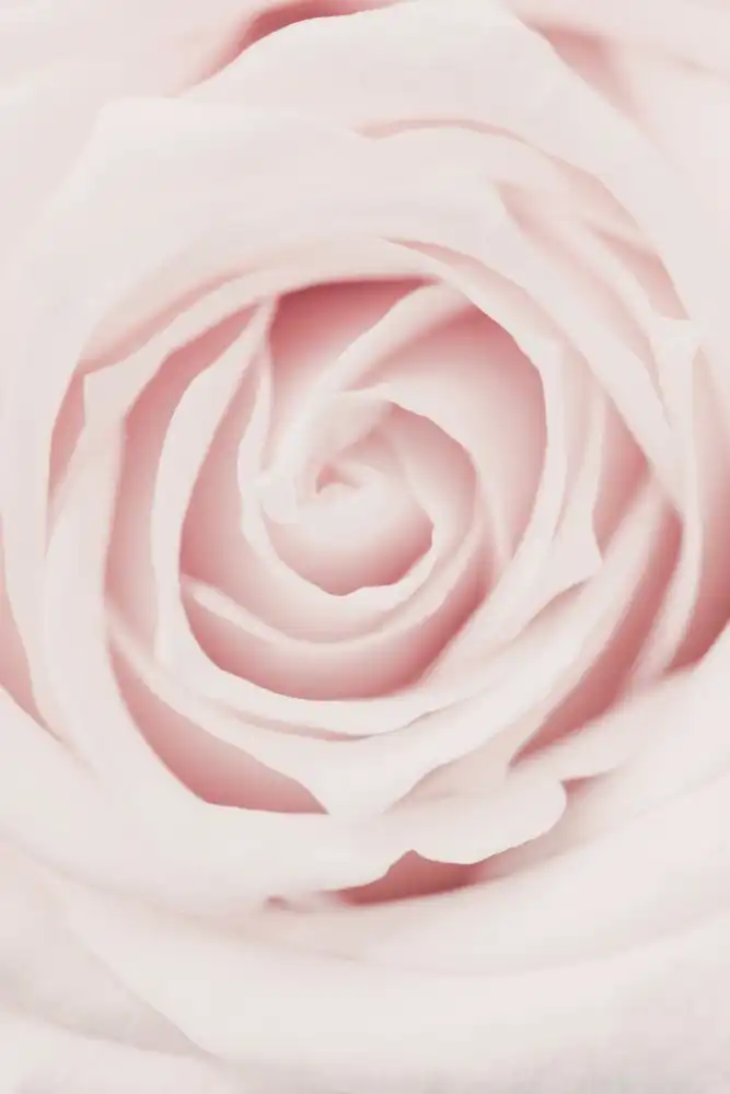 Studio, Pictufy: Pink Rose No 02