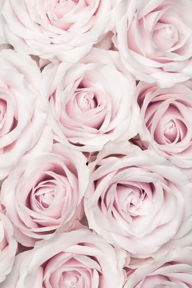 Studio, Pictufy: Rosas rosadas nº 03