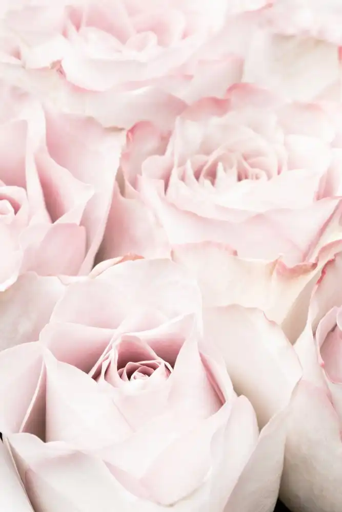 Studio, Pictufy: rosas rosadas 05