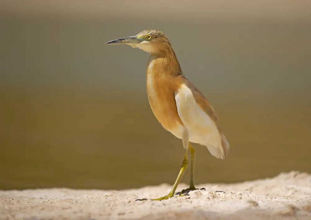 Waldmann, Shlomo: Héron Squacco