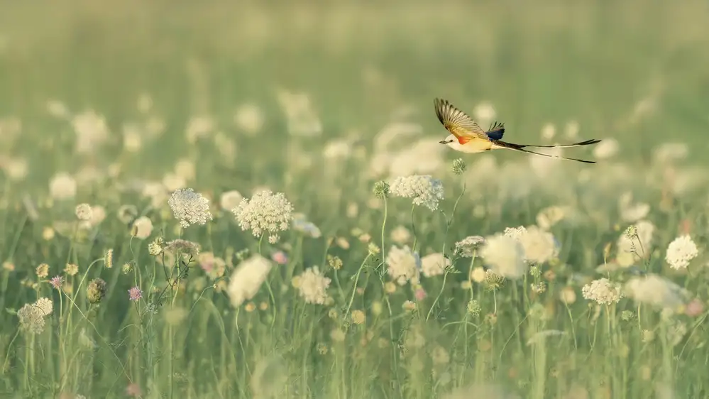 Zhao, Qing: Spring Messager