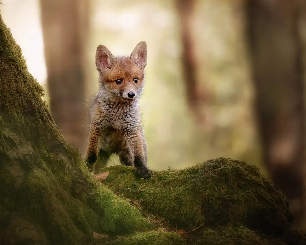 Firešová, Michaela: Fox cub
