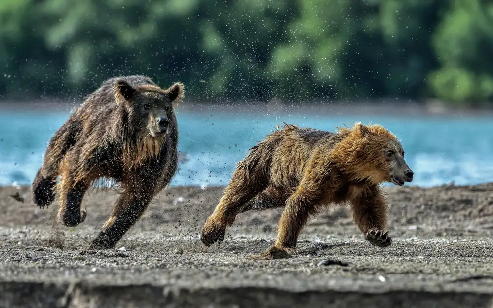 DAmico, Giuseppe: Sprint