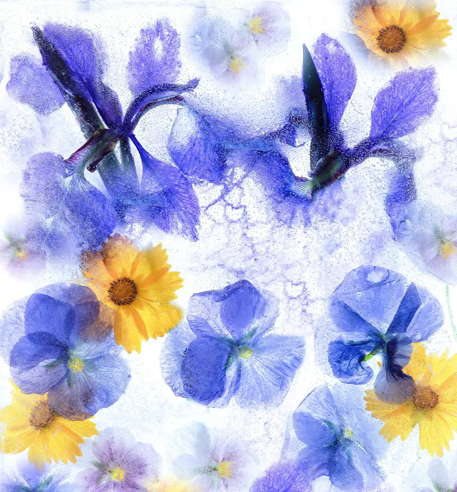 Catherine, W.: Gefrorener Frühling