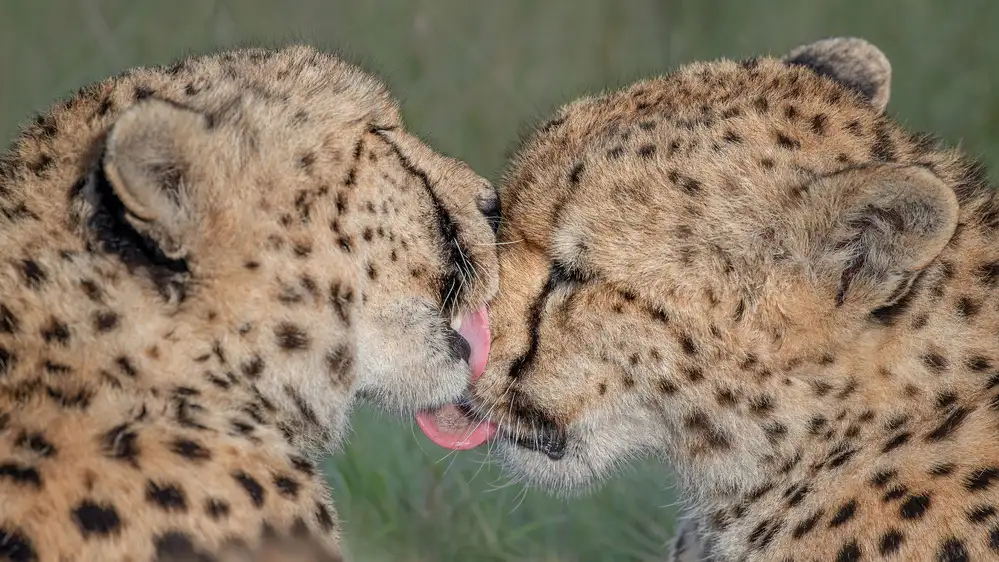 Lu, Jennifer: Kiss kiss...