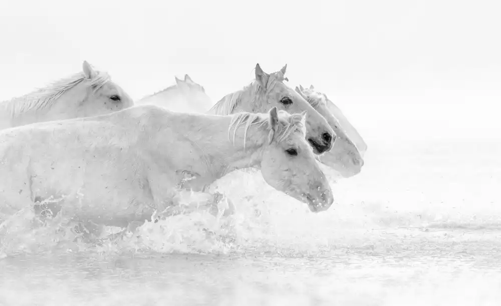 Lu, Jennifer: White horses