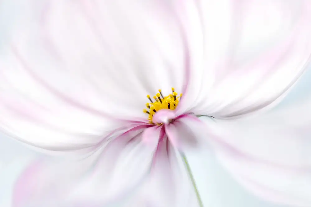 Disher, Mandy: Cosmos