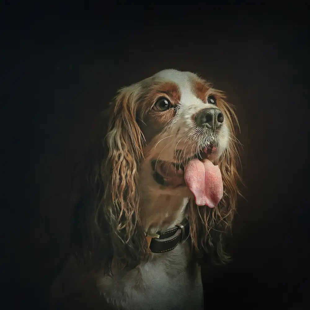 Hasheminasab, Moein: señor charlie