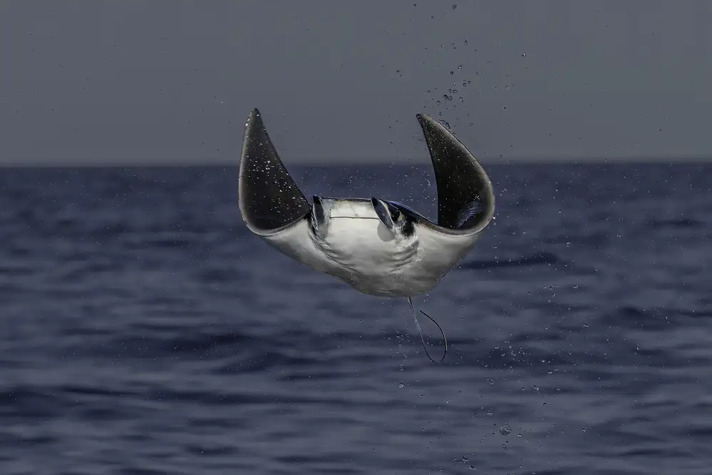 Lu, Jennifer: Flying out of ocean