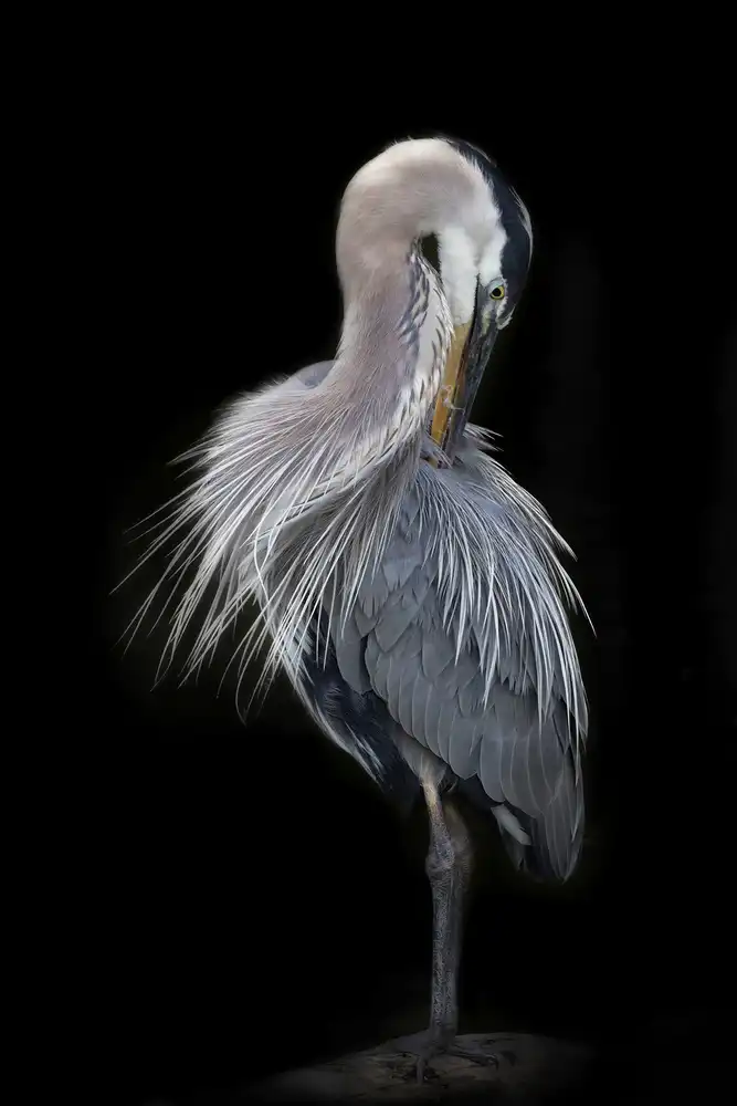 Lester, D Linda: La elegante gran garza azul