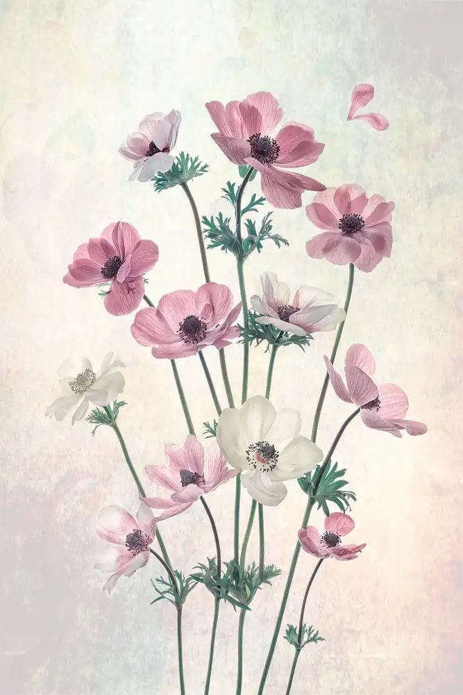 Jacobs, Lydia: Jolis coquelicots dansants