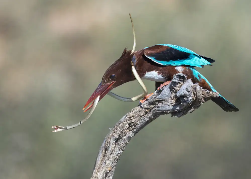 Amer, Eyal: The snake