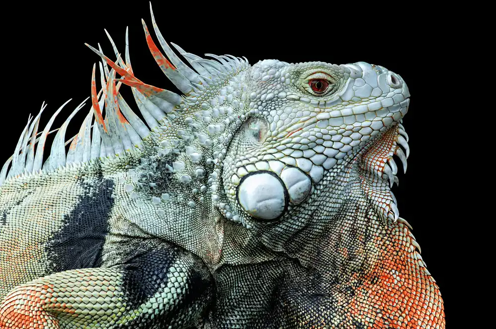 Pamungkas, Edy: Der Leguan