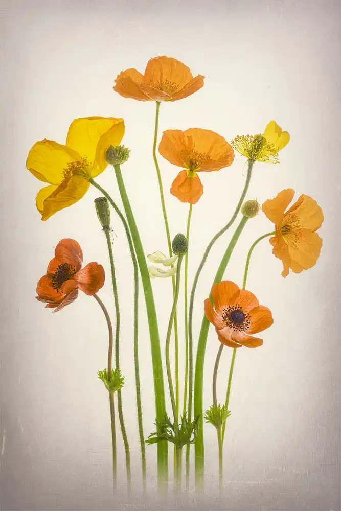 Jacobs, Lydia: De délicieux coquelicots