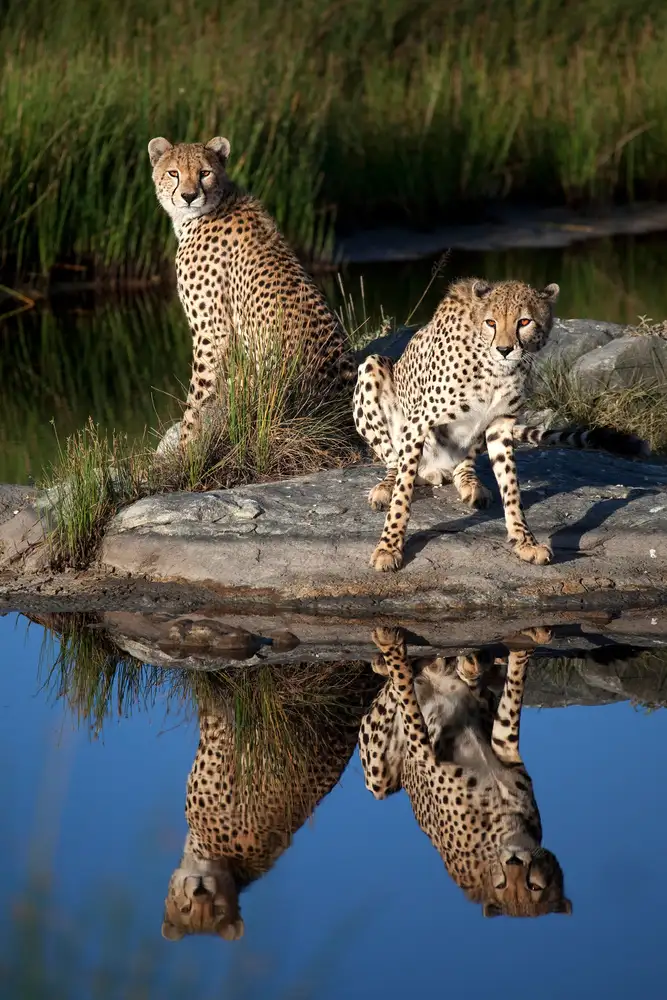 Catta, Alessandro: Cheetahs in the Mirror