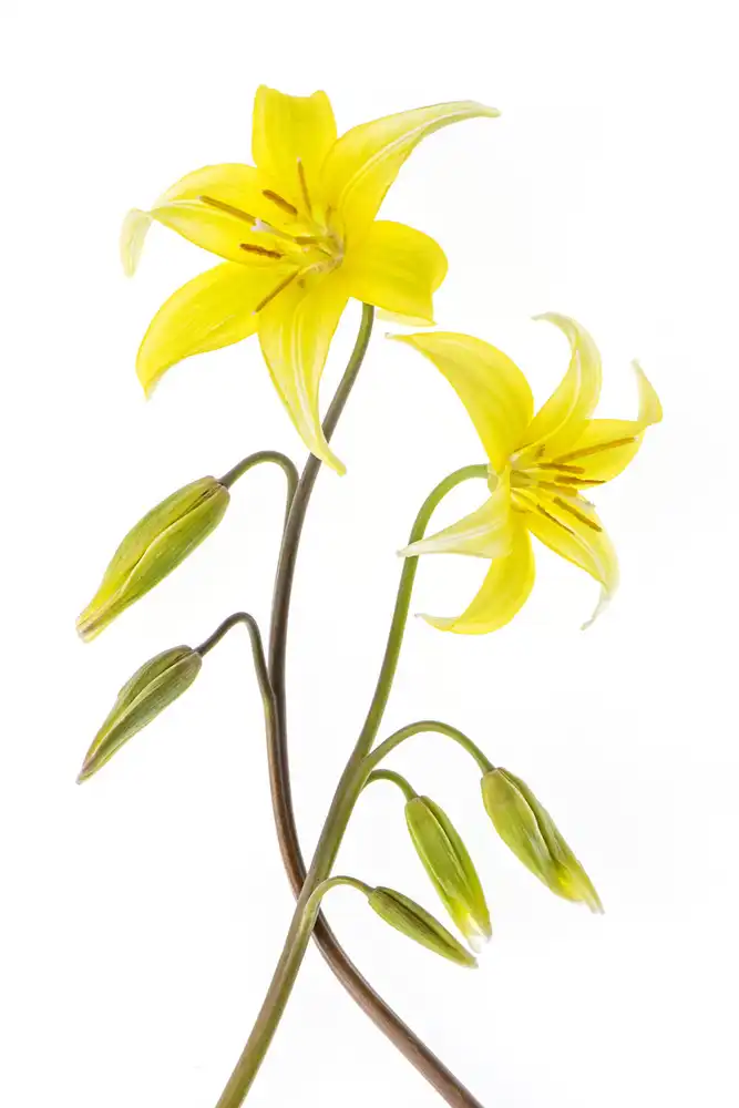 Parker, Jacky: Dogtooth Violet