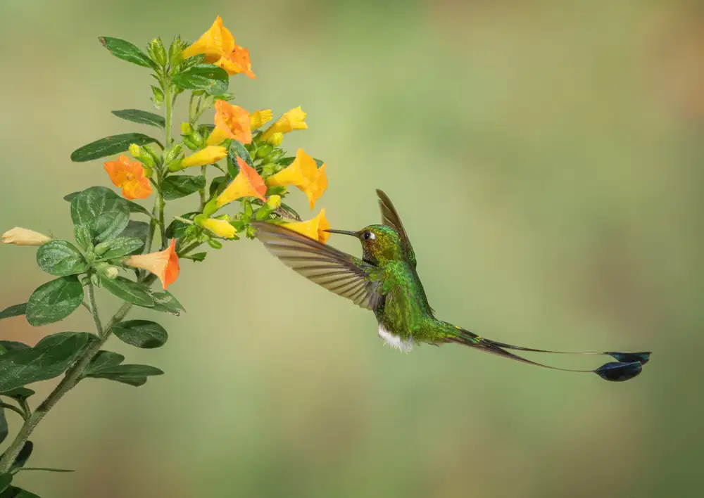 Xu, Sheila: Colibrí de cola de raqueta con botas