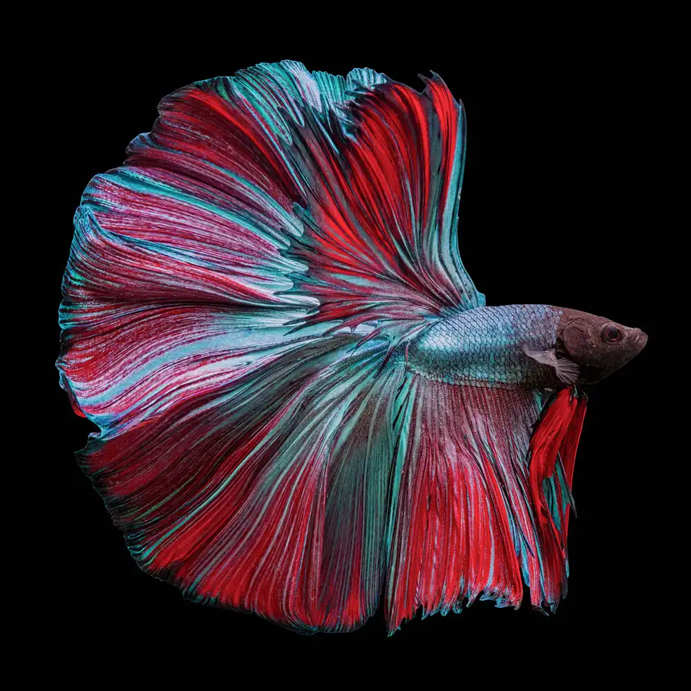 Halil, Andi: Betta Fish Red and Blue