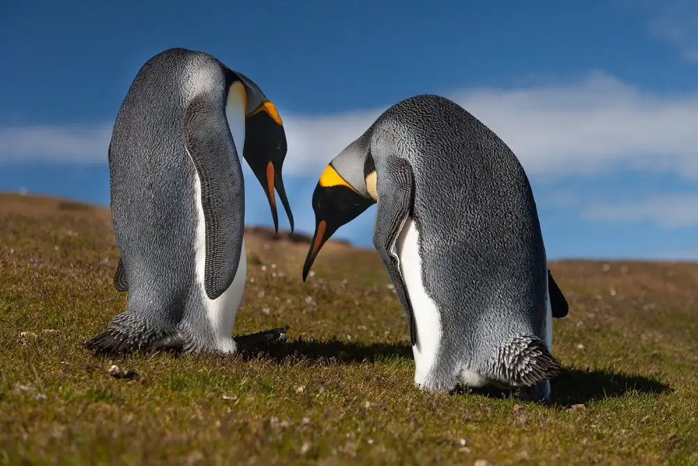 Raga, Gil Joan: Amanti dei pinguini