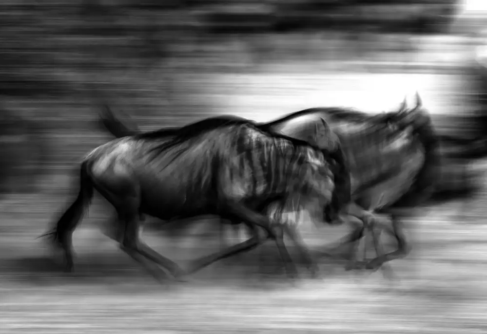 DAmico, Giuseppe: The wildebeest race