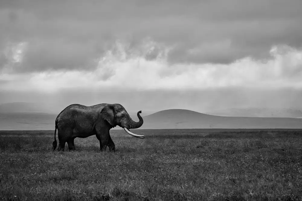 Godinho, Luís: Elefante