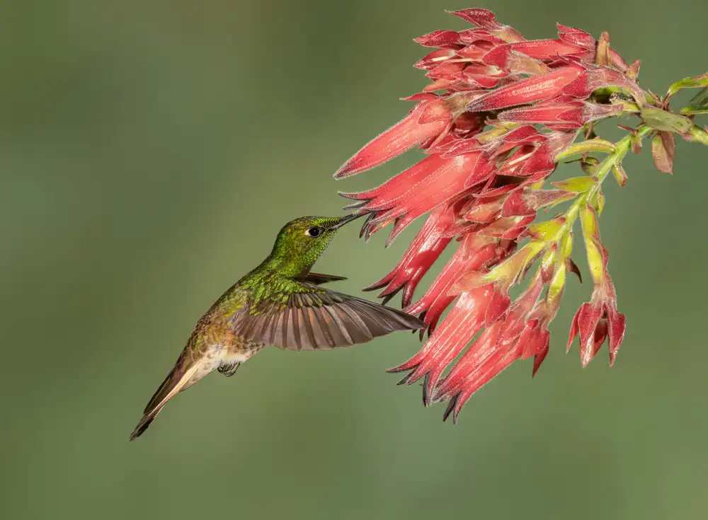 Xu, Sheila: Corona de cola de ante - Belleza del colibrí