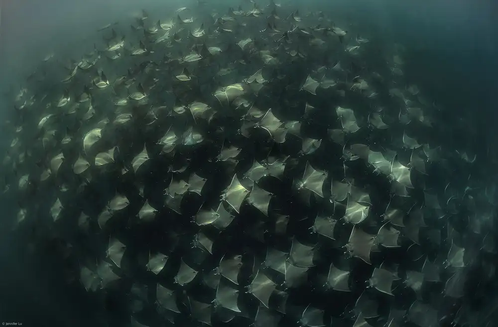 Lu, Jennifer: Circling Rays