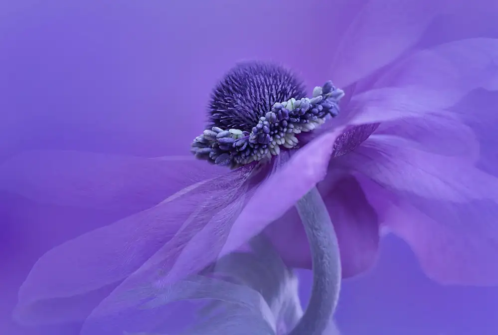 Jacobs, Lydia: Anemone viola