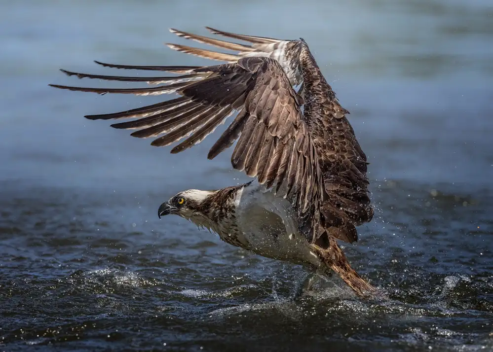 Wei, and Siyu: Chasse au balbuzard pêcheur