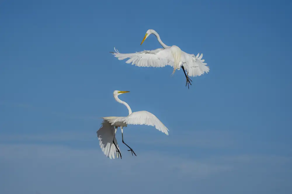 Li, Rob: Aerial Dance
