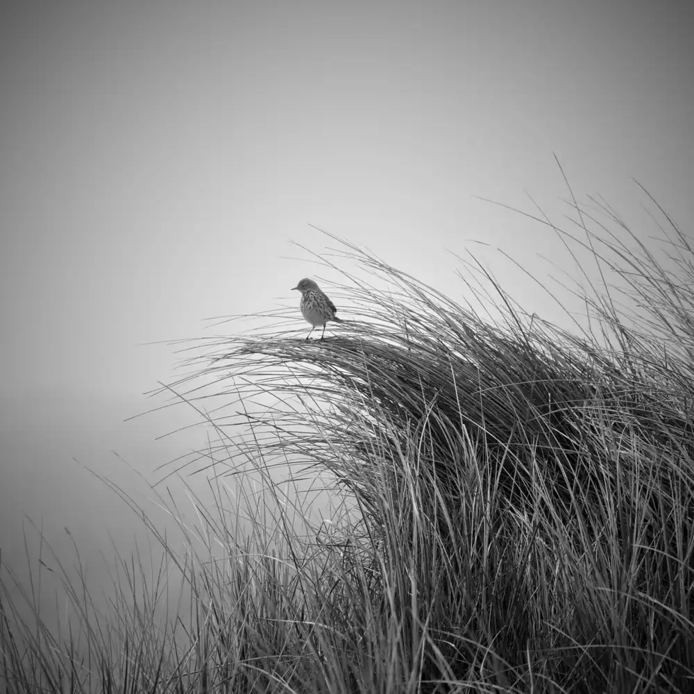 Balzer, Bodo: Lark in dune grass