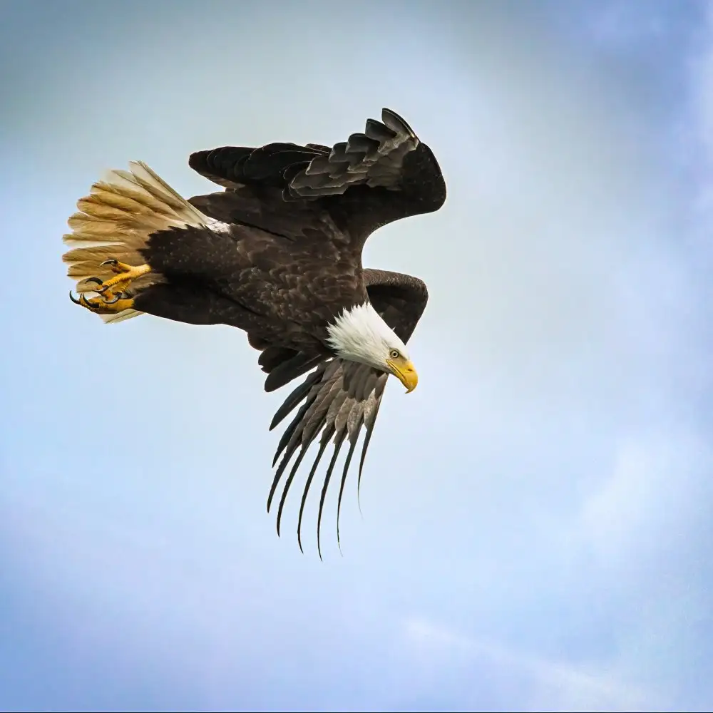 Murphy, Benton: Taking Flight