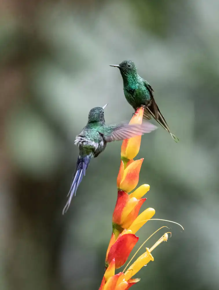 Xu, Sheila: ¿Está bien compartir la flor?