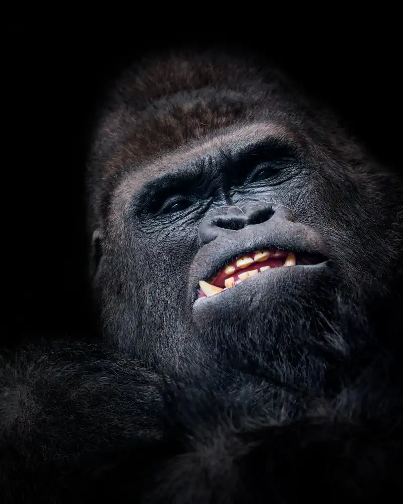 Huertas, Garcia Helena: Gorilla face seen from above