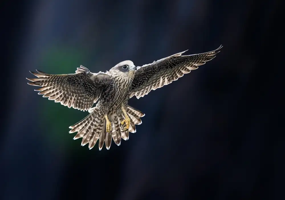Huang, Tao: Juvenile Falcon