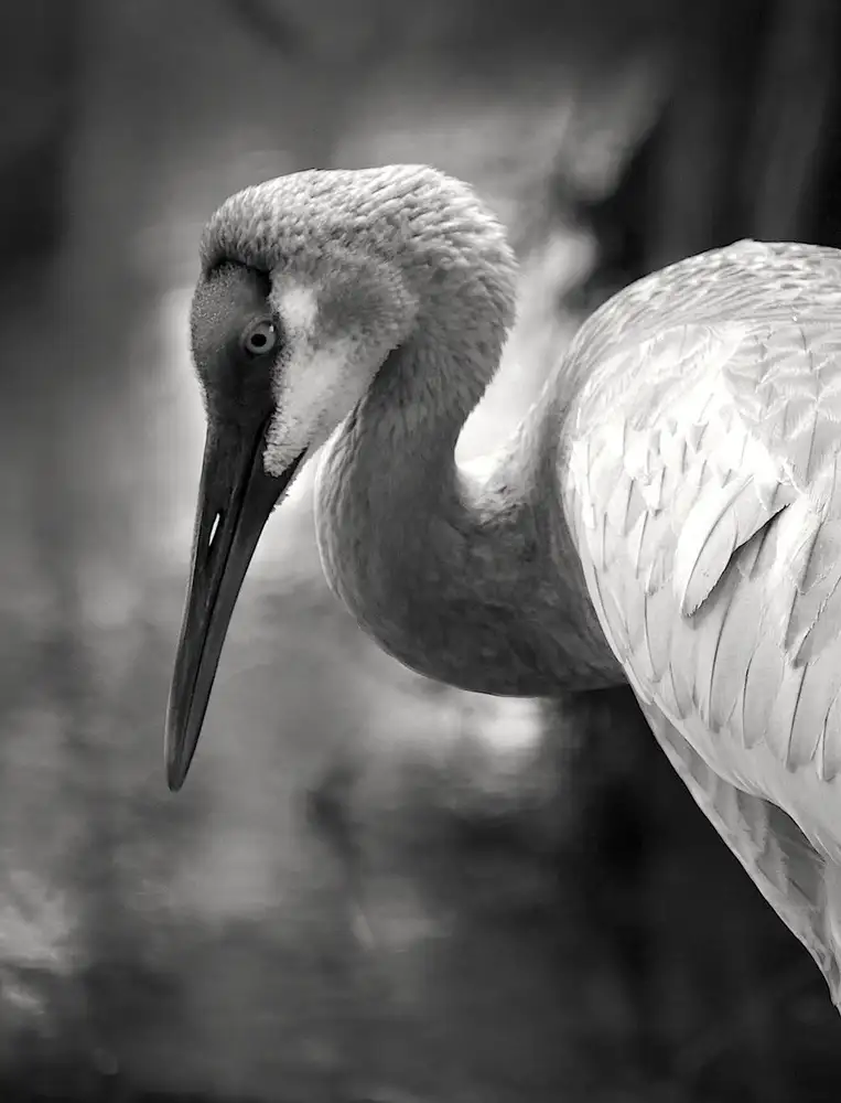Wechsler, Robin: Sandhill Crane na rybníku