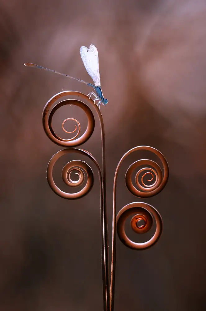 Pamungkas, Edy: Damselfly